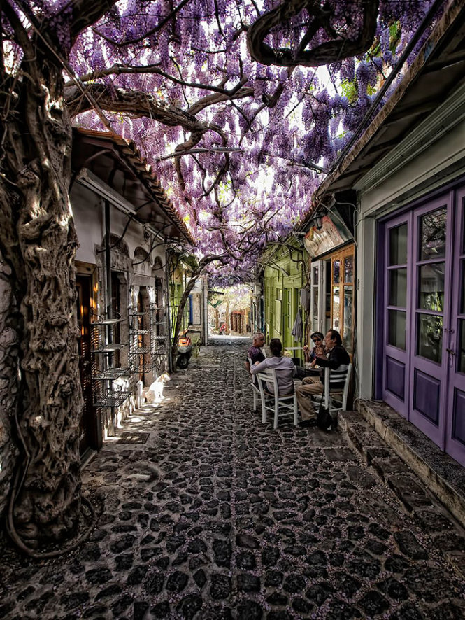 Đường hoa ở Molyvos, Lesvos, Hi Lạp